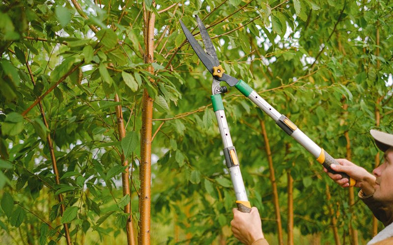 Tree trimming in Napanoch, NY